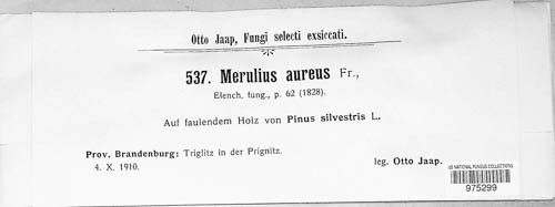 Merulius aureus image